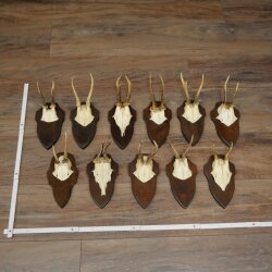 11 Roe Deer Antlers—Older Male Roe Deer, Male Roe Deer, Roe Deer Antler Set on Trophy Plaques 21,490