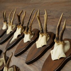 11 Roe Deer Antlers—Older Male Roe Deer, Male Roe Deer, Roe Deer Antler Set on Trophy Plaques 21,490