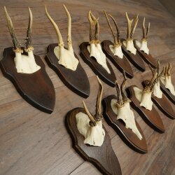 11 Roe Deer Antlers—Older Male Roe Deer, Male Roe Deer, Roe Deer Antler Set on Trophy Plaques 21,490
