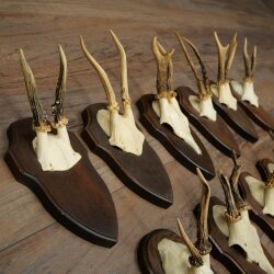 11 Roe Deer Antlers—Older Male Roe Deer, Male Roe Deer, Roe Deer Antler Set on Trophy Plaques 21,490