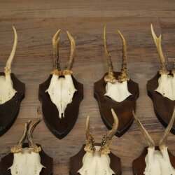 11 Roe Deer Antlers—Older Male Roe Deer, Male Roe Deer, Roe Deer Antler Set on Trophy Plaques 21,490