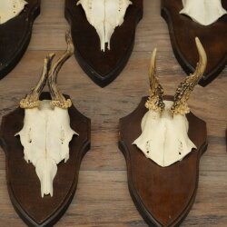 11 Roe Deer Antlers—Older Male Roe Deer, Male Roe Deer, Roe Deer Antler Set on Trophy Plaques 21,490