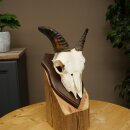 Mufflon (Ovis gmelini musimon) Widder Geweih Schädeltrophäe Hornlänge 12,5 cm auf Trophäenschild 82.1.140
