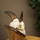 Mufflon (Ovis gmelini musimon) Widder Geweih Schädeltrophäe Hornlänge 12,5 cm auf Trophäenschild 82.1.140