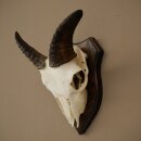 Mufflon (Ovis gmelini musimon) Widder Geweih Schädeltrophäe Hornlänge 12,5 cm auf Trophäenschild 82.1.140