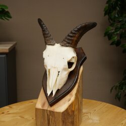 Mufflon (Ovis gmelini musimon) Widder Geweih Schädeltrophäe Hornlänge 12,5 cm auf Trophäenschild 82.1.140