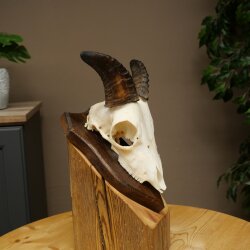 Mufflon (Ovis gmelini musimon) Widder Geweih Schädeltrophäe Hornlänge 12,5 cm auf Trophäenschild 82.1.140