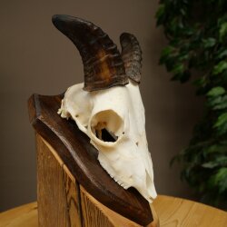 Mufflon (Ovis gmelini musimon) Widder Geweih Schädeltrophäe Hornlänge 12,5 cm auf Trophäenschild 82.1.140