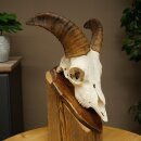 Muflone (Ovis gmelini musimon) – Ariete –...
