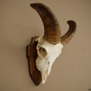 Muflone (Ovis gmelini musimon) – Ariete –...