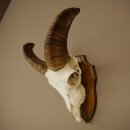 Mufflon (Ovis gmelini musimon) Widder Geweih Schädeltrophäe Hornlänge 20 cm auf Trophäenschild 82.1.144