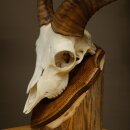 Mufflon (Ovis gmelini musimon) Widder Geweih Schädeltrophäe Hornlänge 20 cm auf Trophäenschild 82.1.144