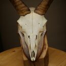 Mufflon (Ovis gmelini musimon) Widder Geweih Schädeltrophäe Hornlänge 20 cm auf Trophäenschild 82.1.144