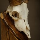 Mufflon (Ovis gmelini musimon) Widder Geweih Schädeltrophäe Hornlänge 20 cm auf Trophäenschild 82.1.144