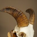 Mufflon (Ovis gmelini musimon) Widder Geweih Schädeltrophäe Hornlänge 20 cm auf Trophäenschild 82.1.144