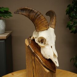 Mufflon (Ovis gmelini musimon) Widder Geweih Schädeltrophäe Hornlänge 20 cm auf Trophäenschild 82.1.144
