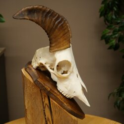 Mufflon (Ovis gmelini musimon) Widder Geweih Schädeltrophäe Hornlänge 20 cm auf Trophäenschild 82.1.144