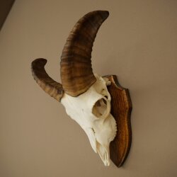 Mufflon (Ovis gmelini musimon) Widder Geweih Schädeltrophäe Hornlänge 20 cm auf Trophäenschild 82.1.144