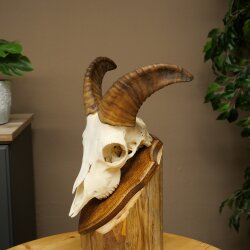 Mufflon (Ovis gmelini musimon) Widder Geweih Schädeltrophäe Hornlänge 20 cm auf Trophäenschild 82.1.144