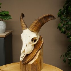 Mufflon (Ovis gmelini musimon) Widder Geweih Schädeltrophäe Hornlänge 20 cm auf Trophäenschild 82.1.144