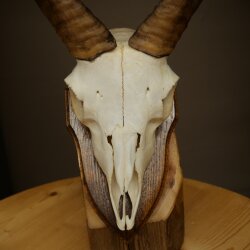 Mufflon (Ovis gmelini musimon) Widder Geweih Schädeltrophäe Hornlänge 20 cm auf Trophäenschild 82.1.144