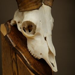 Mufflon (Ovis gmelini musimon) Widder Geweih Schädeltrophäe Hornlänge 20 cm auf Trophäenschild 82.1.144