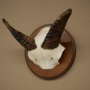 Mufflon (Ovis gmelini musimon) Widder Geweih Schädeltrophäe Hornlänge 12 cm auf Trophäenschild 82.1.146