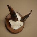 Mufflon (Ovis gmelini musimon) Widder Geweih Schädeltrophäe Hornlänge 12 cm auf Trophäenschild 82.1.146