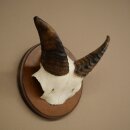 Mufflon (Ovis gmelini musimon) Widder Geweih Schädeltrophäe Hornlänge 12 cm auf Trophäenschild 82.1.146
