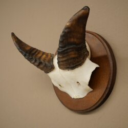 Mufflon (Ovis gmelini musimon) Widder Geweih Schädeltrophäe Hornlänge 12 cm auf Trophäenschild 82.1.146