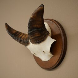 Mufflon (Ovis gmelini musimon) Widder Geweih Schädeltrophäe Hornlänge 12 cm auf Trophäenschild 82.1.146
