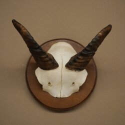 Mufflon (Ovis gmelini musimon) Widder Geweih Schädeltrophäe Hornlänge 12 cm auf Trophäenschild 82.1.146