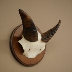 Mufflon (Ovis gmelini musimon) Widder Geweih Schädeltrophäe Hornlänge 12 cm auf Trophäenschild 82.1.146