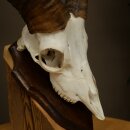 Mufflon (Ovis gmelini musimon) Ram Gewei Schedeltrofee Hoornlengte 19 cm op trofeeschild 82.1.147
