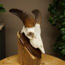 Mufflon (Ovis gmelini musimon) Ram Gewei Schedeltrofee Hoornlengte 19 cm op trofeeschild 82.1.147