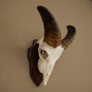 Mufflon (Ovis gmelini musimon) Ram Gewei Schedeltrofee Hoornlengte 19 cm op trofeeschild 82.1.147