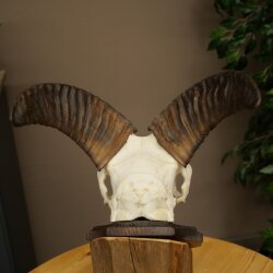 Mufflon (Ovis gmelini musimon) Ram Gewei Schedeltrofee Hoornlengte 19 cm op trofeeschild 82.1.147