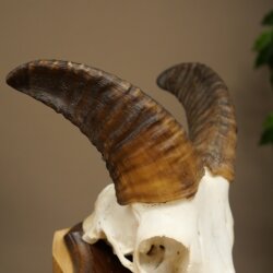 Mufflon (Ovis gmelini musimon) Ram Gewei Schedeltrofee Hoornlengte 19 cm op trofeeschild 82.1.147
