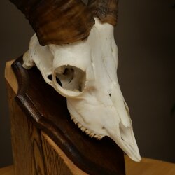 Mufflon (Ovis gmelini musimon) Ram Gewei Schedeltrofee Hoornlengte 19 cm op trofeeschild 82.1.147