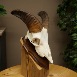 Mufflon (Ovis gmelini musimon) Ram Gewei Schedeltrofee Hoornlengte 19 cm op trofeeschild 82.1.147