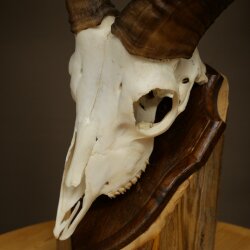 Mufflon (Ovis gmelini musimon) Ram Gewei Schedeltrofee Hoornlengte 19 cm op trofeeschild 82.1.147