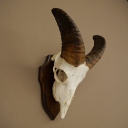 Mufflon (Ovis gmelini musimon) Ram Gewei Schedeltrofee Hoornlengte 19 cm op trofeeschild 82.1.147