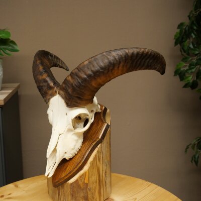 Mufflon (Ovis gmelini musimon) Widder Geweih Schädeltrophäe Hornlänge 31 cm auf Trophäenschild 82.1.151