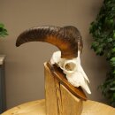 Mufflon (Ovis gmelini musimon) Widder Geweih Schädeltrophäe Hornlänge 31 cm auf Trophäenschild 82.1.151