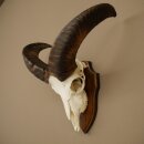 Mufflon (Ovis gmelini musimon) Widder Geweih...