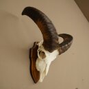 Mufflon (Ovis gmelini musimon) Widder Geweih Schädeltrophäe Hornlänge 31 cm auf Trophäenschild 82.1.151