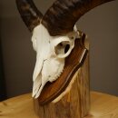 Mufflon (Ovis gmelini musimon) Widder Geweih Schädeltrophäe Hornlänge 31 cm auf Trophäenschild 82.1.151
