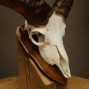 Mufflon (Ovis gmelini musimon) Widder Geweih Schädeltrophäe Hornlänge 31 cm auf Trophäenschild 82.1.151