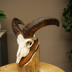 Mufflon (Ovis gmelini musimon) Widder Geweih Schädeltrophäe Hornlänge 31 cm auf Trophäenschild 82.1.151
