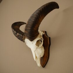 Mufflon (Ovis gmelini musimon) Widder Geweih Schädeltrophäe Hornlänge 31 cm auf Trophäenschild 82.1.151
